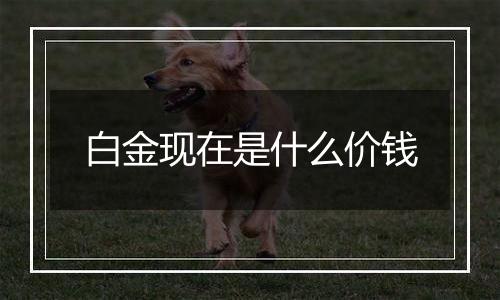 白金现在是什么价钱