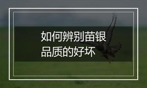 如何辨别苗银品质的好坏